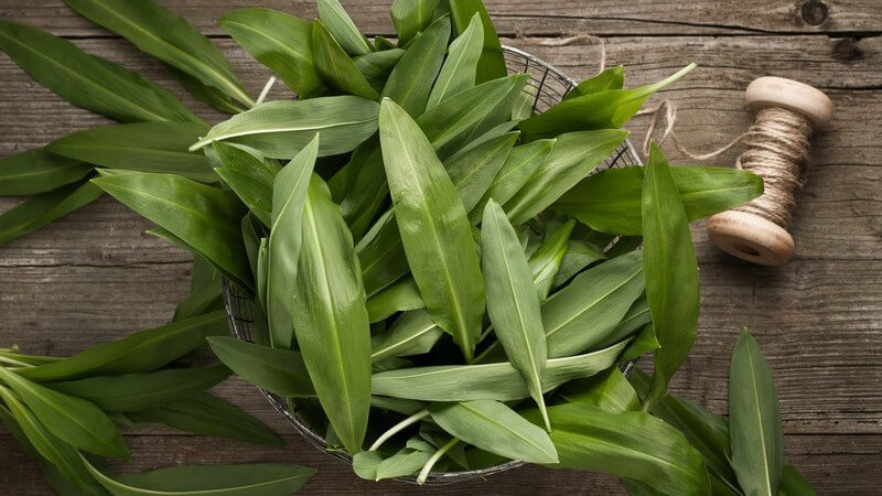 Korb mit frischen Bärlauchblättern auf Holztisch