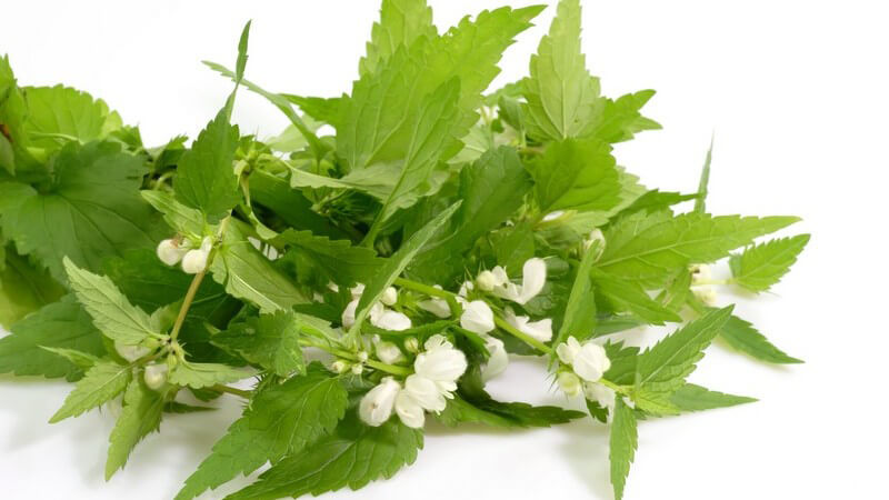 Frische Brennesseln auf weißem Hintergrund