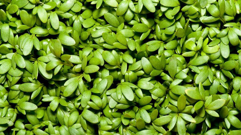 Nahaufnahme grüne Kresse