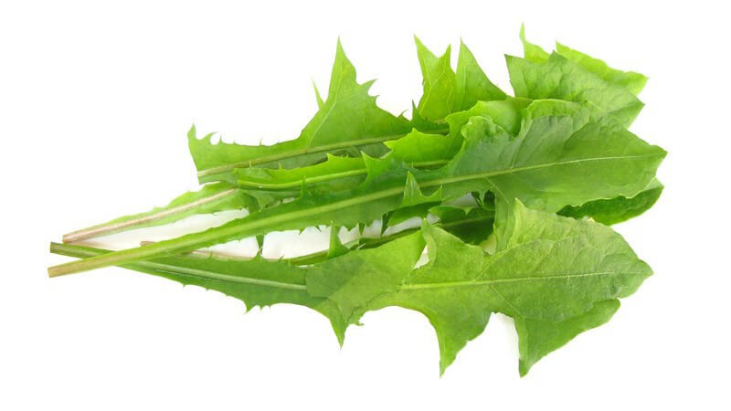 Frische Löwenzahnblätter auf weißem Hintergrund