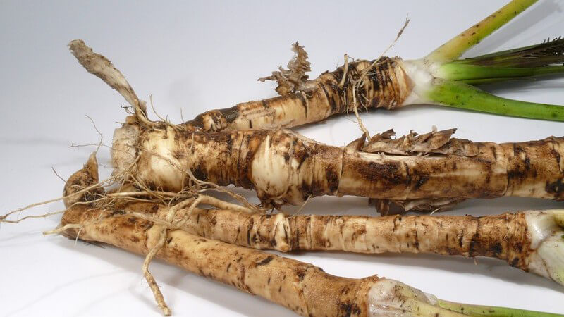 Frisch geerntete Meerrettichwurzeln auf weißem Hintergrund