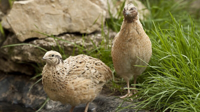Zwei Wachteln (Hahn und Henne) im Gras