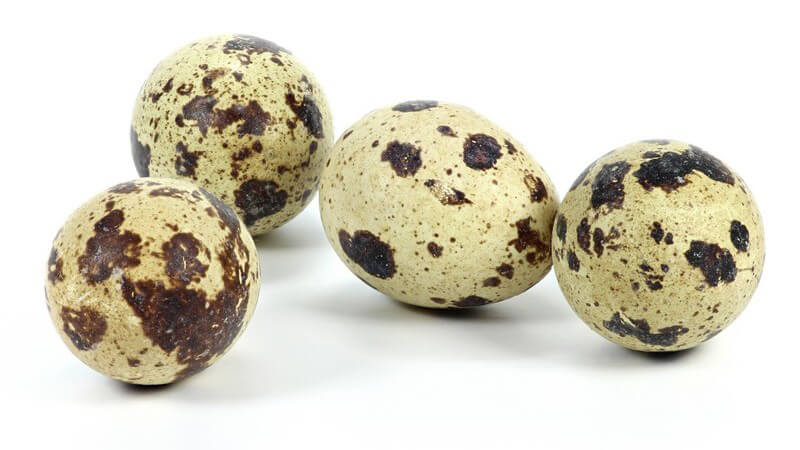 Vier Wachteleier vor weißem Hintergrund