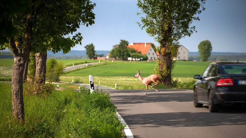 Ein Reh läuft vor einem herannahenden Auto über die Landstraße (Wildwechsel)