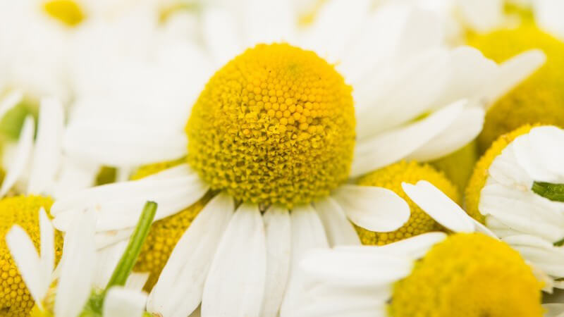 Nahaufnahme einer Kamillenblüte