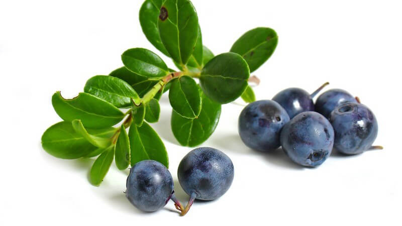 Heidelbeeren neben Strauch mit Blättern