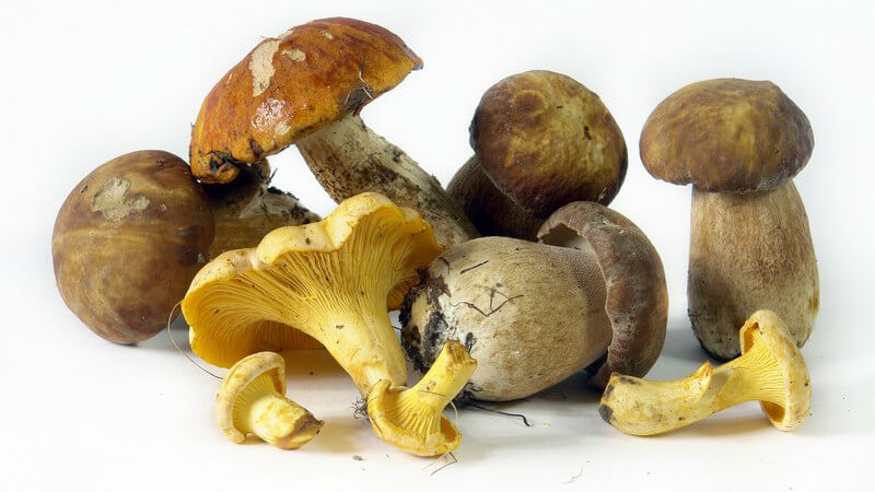 Nahaufnahme frisch gesammelte Speisepilze auf weißem Hintergrund