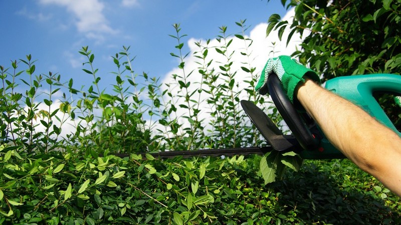 Hecke wird mit elektrischer Heckenschere geschnitten