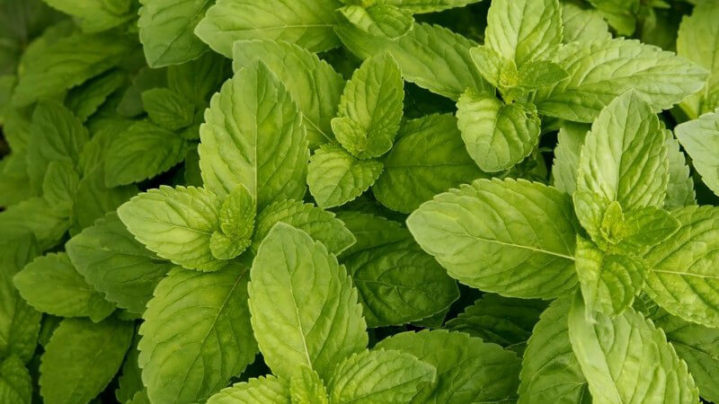 Ansicht von oben: Frische grüne Minze Pflanzen