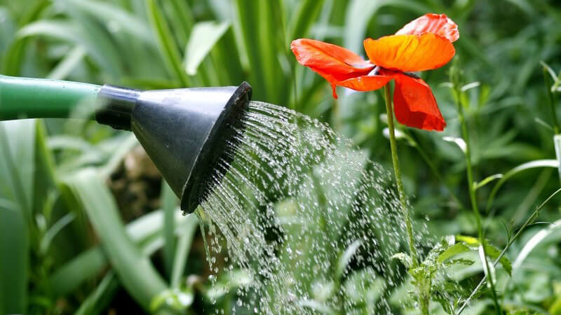 Pflanzen im Garten werden mit Gießkanne gegossen