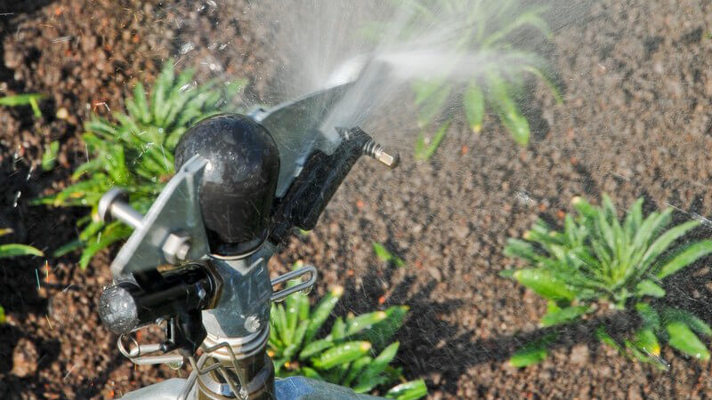 Beetbewässerung mit Sprenkler