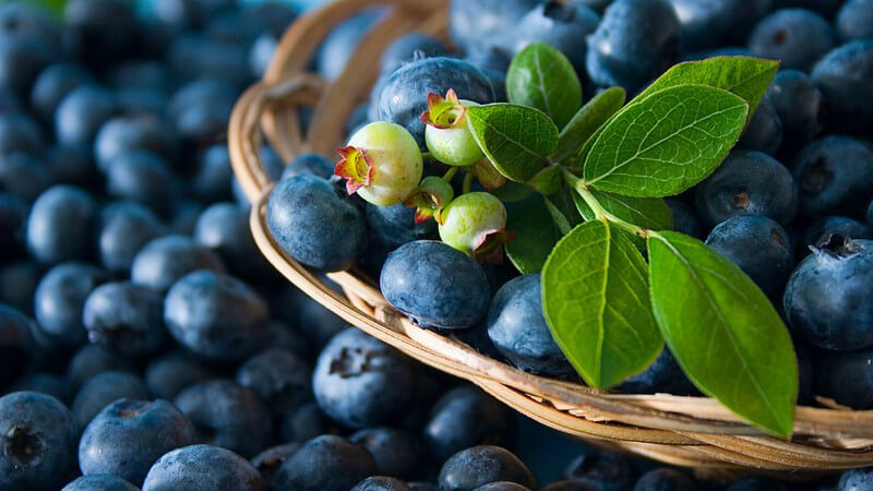 Frische Heidelbeeren in und neben einem Holzkorb