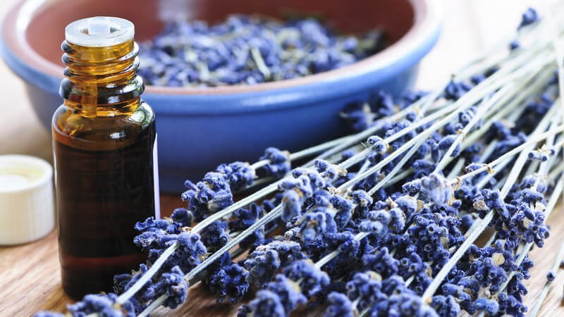 Lavendelöl, Lavendelblüten neben blauer Schale mit getrocknetem Lavendel