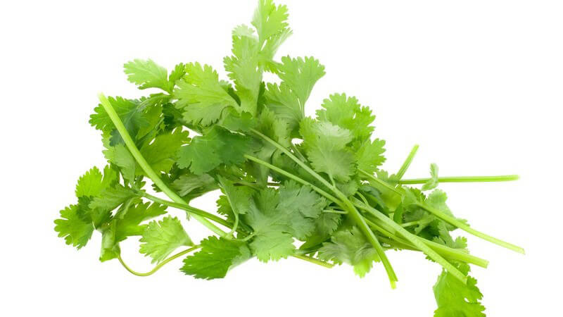 Frischer Koriander auf weißem Hintergrund