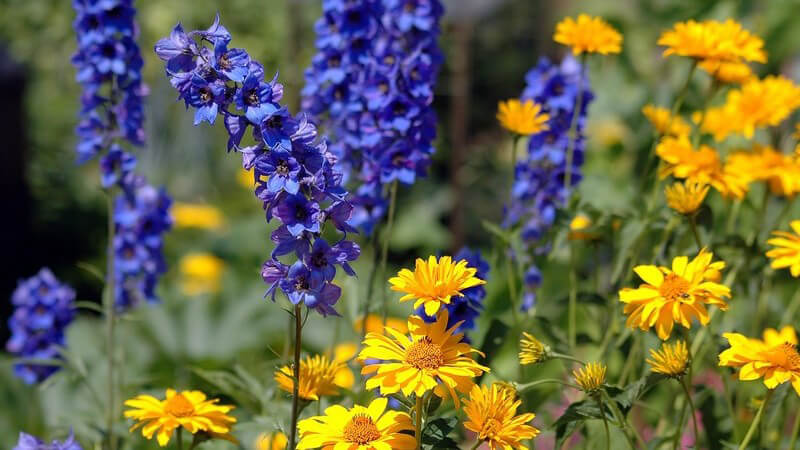 Blumenwiese: Rittersporn, Ringelblume