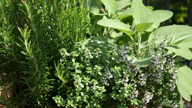 Auswahl an verschiedenen grünen Kräutern