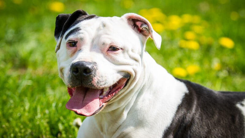 Schwarz-weißer Hund (Staffordshire Bullterrier) mit herausgestreckter Zunge auf grüner Wiese