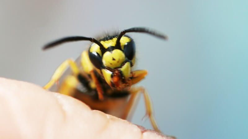 Nahaufnahme einer Wespe von vorne