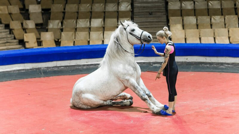 Weißes Pferd wird in einer Zirkusmanege von einer tätowierten Frau dressiert