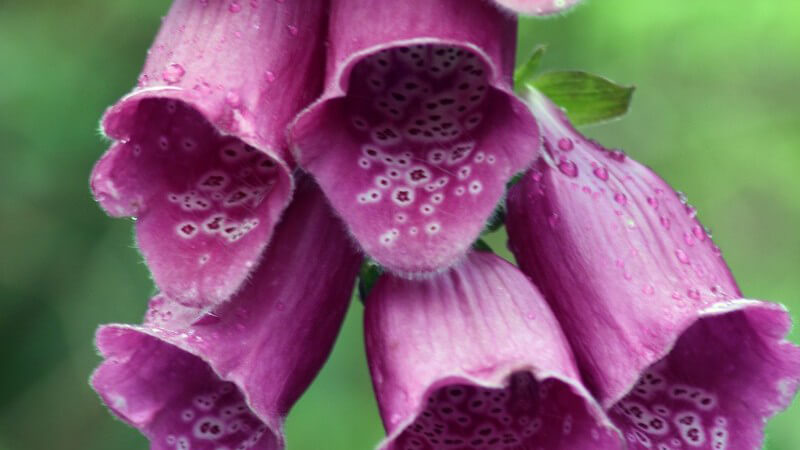 Nahaufnahme Fingerhut