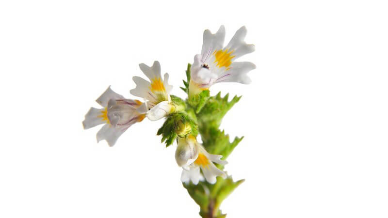 Nahaufnahme der Heilpflanze Augentrost (Euphrasia)