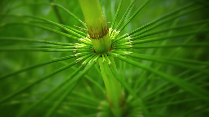 Nahaufnahme Schachtelhalm Pflanze