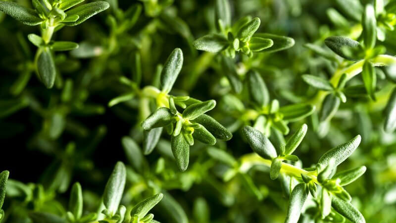 Nahaufnahme frischer Thymian