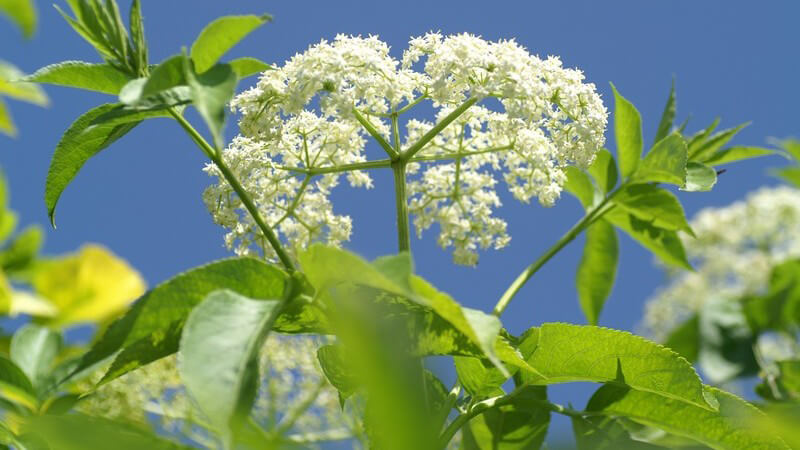 Nahaufnahme blühender Holunder unter blauem Himmel