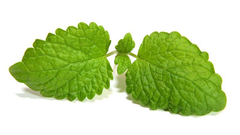 Nahaufnahme Zitronenmelisse auf weißem Hintergrund