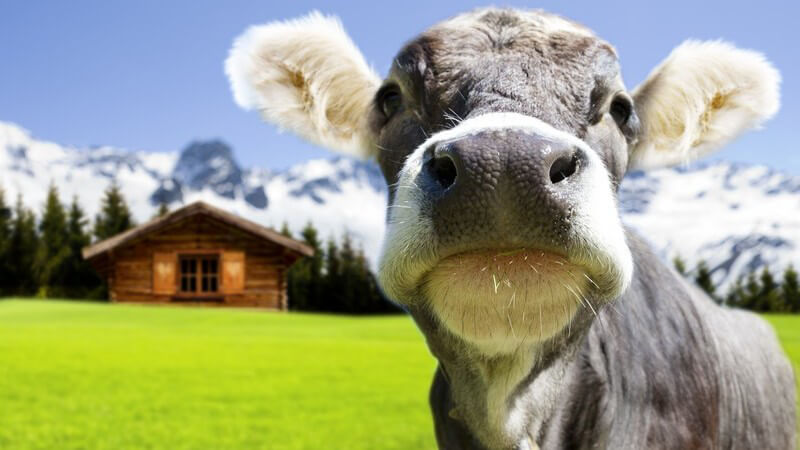 Kälbchen auf grüner Wiese in den Alpen, Hütte und Berge im Hintergrund