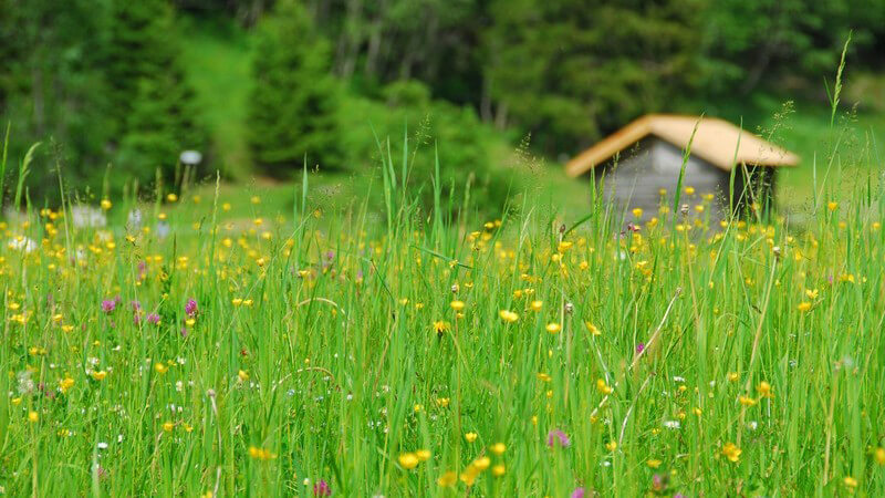Blumenwiese in den Bergen, im Hintergrund kleine Holzhütte