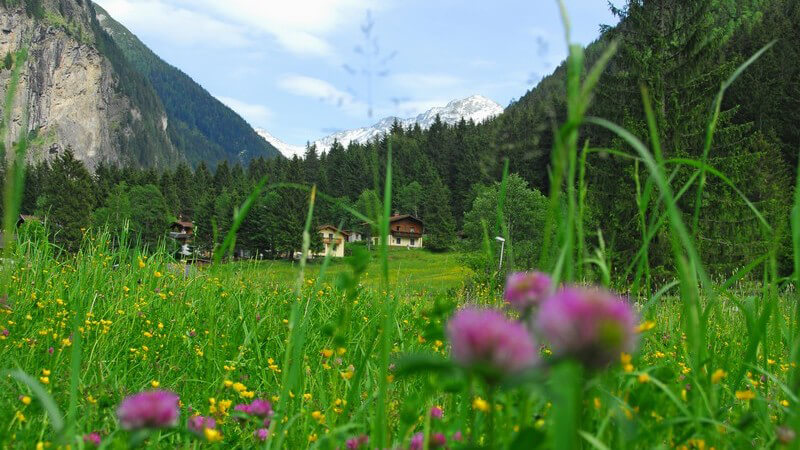 Blumenwiese in den Bergen, im Hintergrund Ferienhäuser