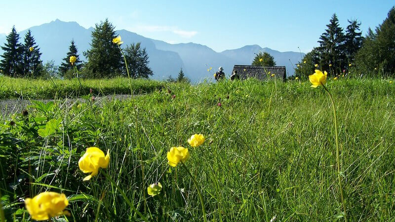 Bergwiese mit gelben Blumen, im Hintergrund Dach einer Hütte
