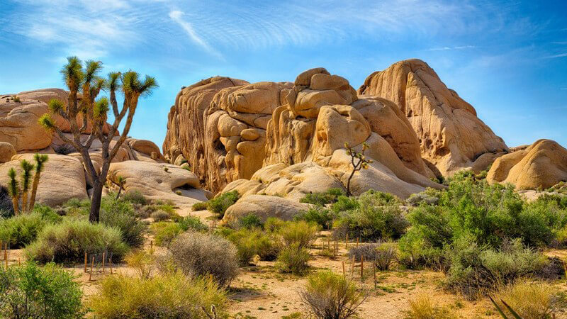 Baum und Felsen im Joshua Tree-Nationalpark in den USA