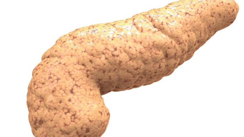 Grafik menschliche Bauchspeicheldrüse auf weißem Hintergrund