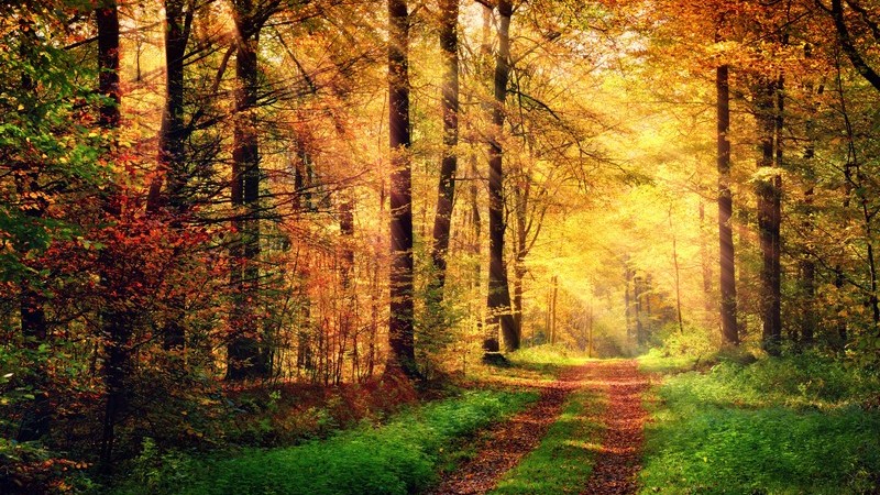 Ein Waldweg im Herbst, warme Lichtstrahlen scheinen durch die Bäume