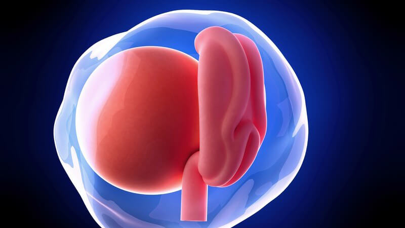 Blaue 3-D-Grafik eines Embryos in der 4. Schwangerschaftswoche (4. SSW)