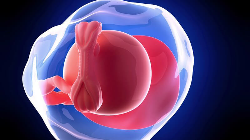 Blaue 3-D-Grafik eines Embryos in der 5. Schwangerschaftswoche (5. SSW)