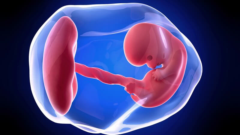 Blaue 3-D-Grafik eines Embryos in der 8. Schwangerschaftswoche (8. SSW)