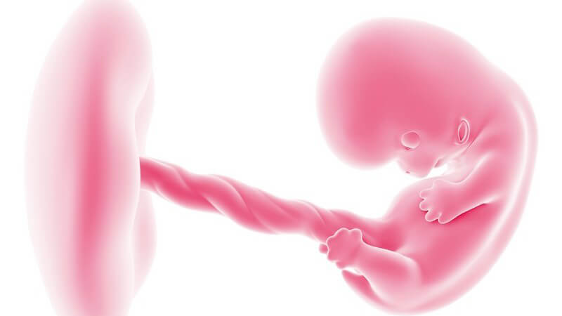Rosa 3-D-Grafik eines Embryos vor weißem Hintergrund, 8. Schwangerschaftswoche (8. SSW)