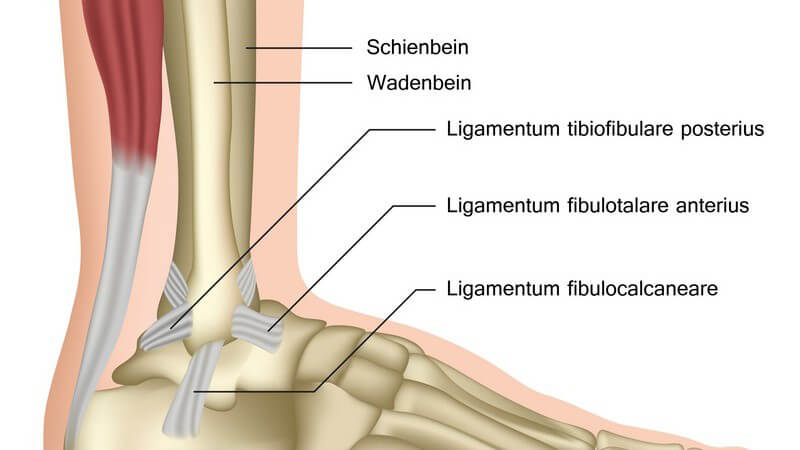 Grafische Darstellung der Anatomie des Sprunggelenks, mit Beschriftung