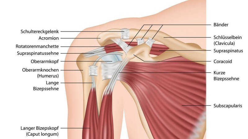 Grafische Darstellung der Anatomie der Schulter mit Muskeln, Sehnen, Bänder und Knochen, mit Beschriftung