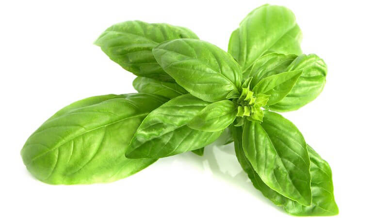 Sattgrüne Basilikumblätter vor weißem Hintergrund