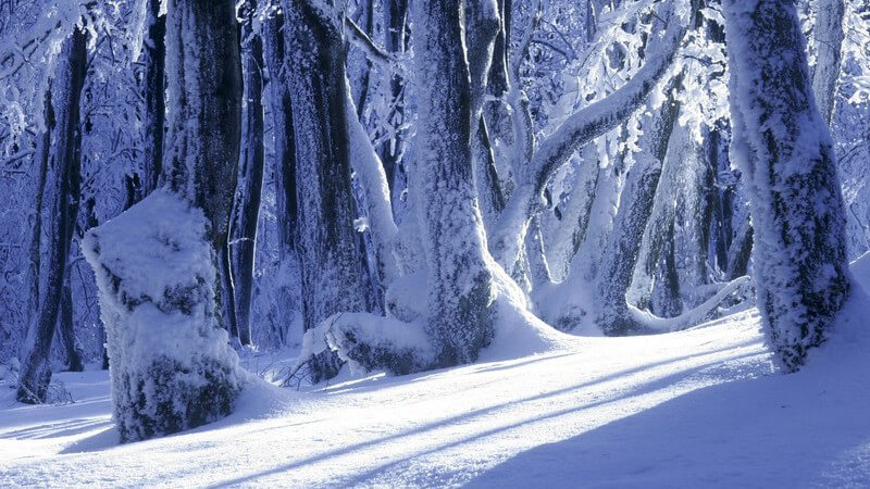 Verschneiter Altkönig im Taunus im Winter