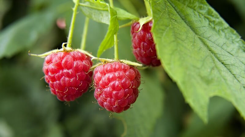 Nahaufnahme drei reife Himbeeren am Strauch