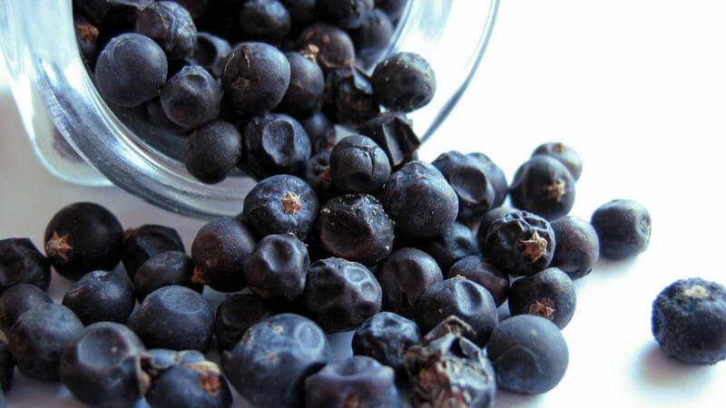 Dunkelblaue Wacholderbeeren, die aus einem Glas herausrollen