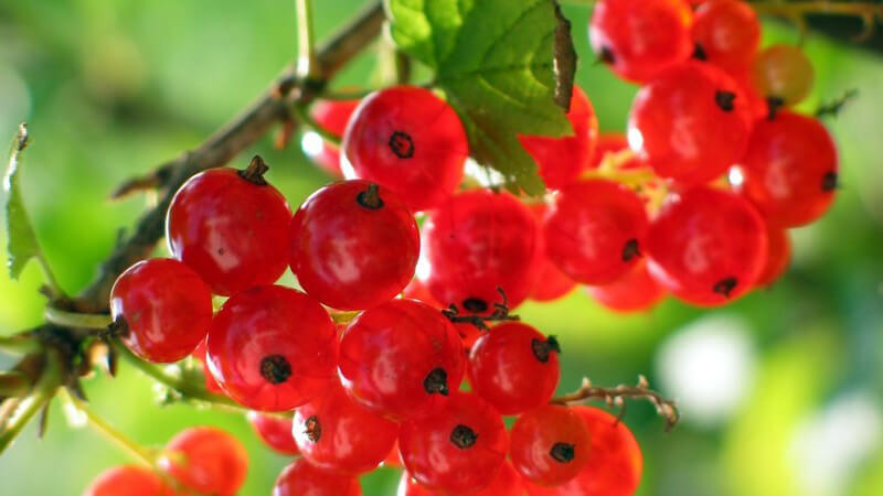 Nahaufnahme rote Johannisbeeren an Strauch im Sonnenlicht