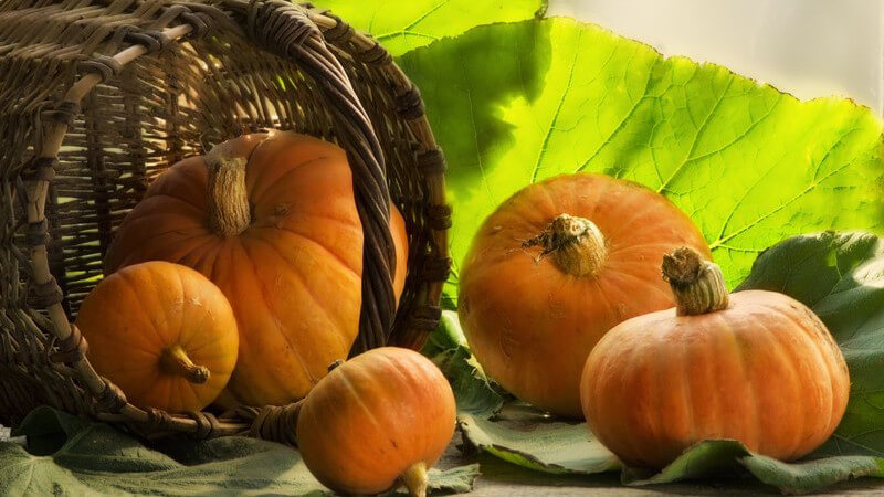 Kürbisse auf Blättern, daneben Korb, Sonnenlicht