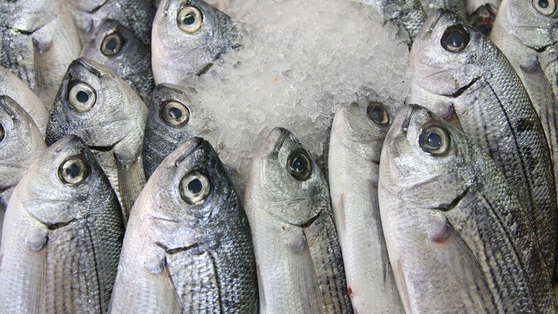 Frische Fische auf Eis