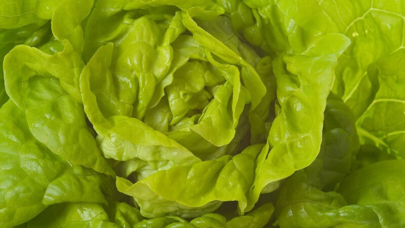 Nahaufnahme frischer grüner Salat